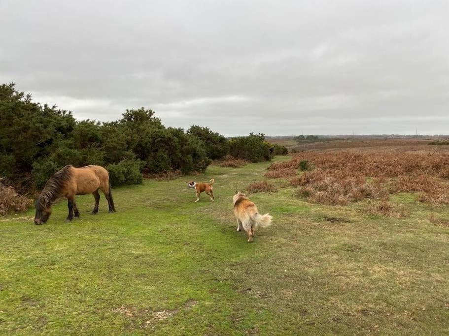 The Swish - New Forest Get Away Redlynch  المظهر الخارجي الصورة